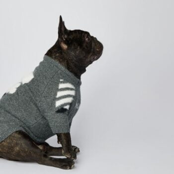 Pull pour chien WOOF | 2024