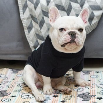 Sweat-shirt pour chien Kenzo | 2023
