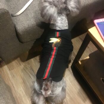 T-shirt pour chien Gucci | 2025