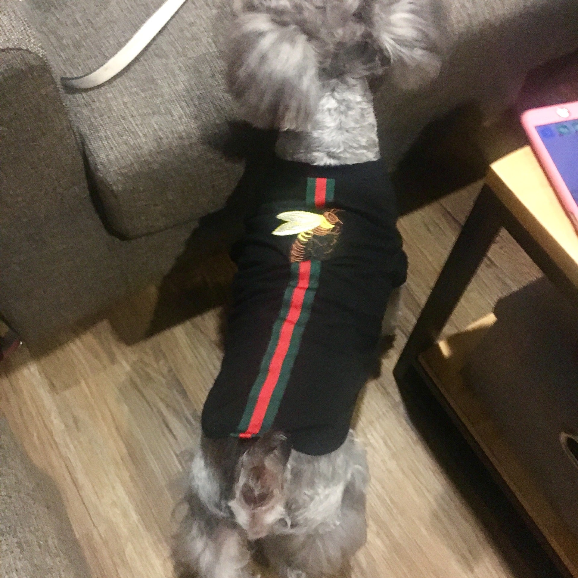 T-shirt pour chien Gucci | 2024