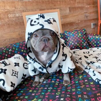 Sweat à capuche pour chien Louis Pawtton - 2025 - Vêtement et accessoires pour chiens - Doglovedesign