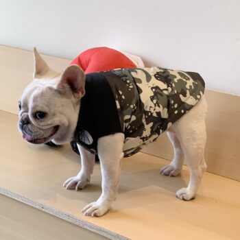 Veste pour chien The North Face | 2024