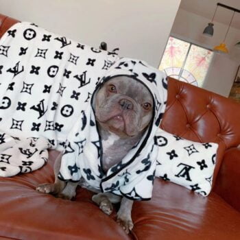 Sweat à capuche pour chien Louis Pawtton - 2025 - Vêtement et accessoires pour chiens - Doglovedesign