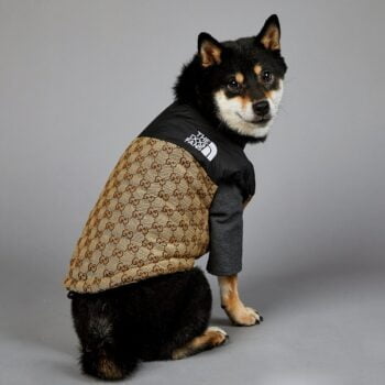 Veste pour chien Pawcci - 2025 - Vêtement et accessoires pour chiens - Doglovedesign
