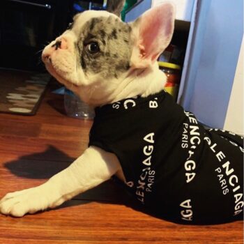 Gilet sans manches pour chien Balenciaga - 2025 - Vêtement et accessoires pour chiens - Doglovedesign