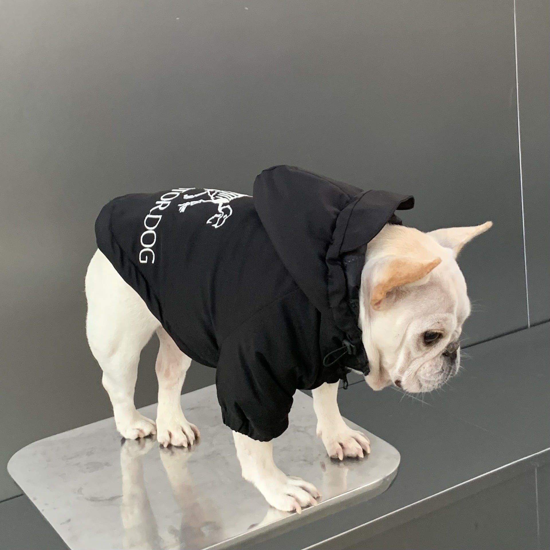 Veste pour chien | 2024