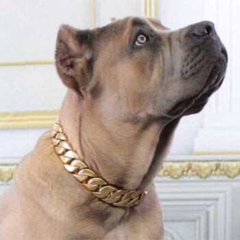 Collier et harnais pour chien - 2025 - Doglovedesign : Vêtement et accessoires pour chiens Collier et harnais pour chien - 2025 - Doglovedesign : Vêtement et accessoires pour chiens