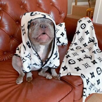 Sweat à capuche pour chien Louis Pawtton - 2025 - Vêtement et accessoires pour chiens - Doglovedesign
