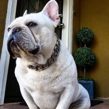 Collier et harnais pour chien - 2025 - Doglovedesign : Vêtement et accessoires pour chiens Collier et harnais pour chien - 2025 - Doglovedesign : Vêtement et accessoires pour chiens