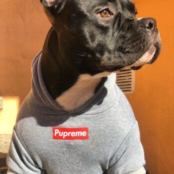 Sweat à capuche pour chien Supreme | 2024