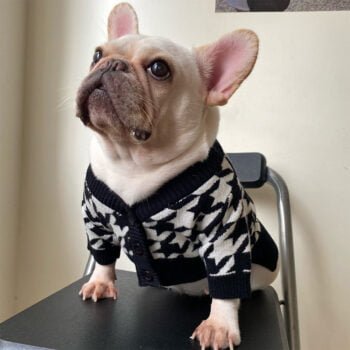 Pull pour chien Dior - 2025 - Doglovedesign : Vêtement et accessoires pour chiens