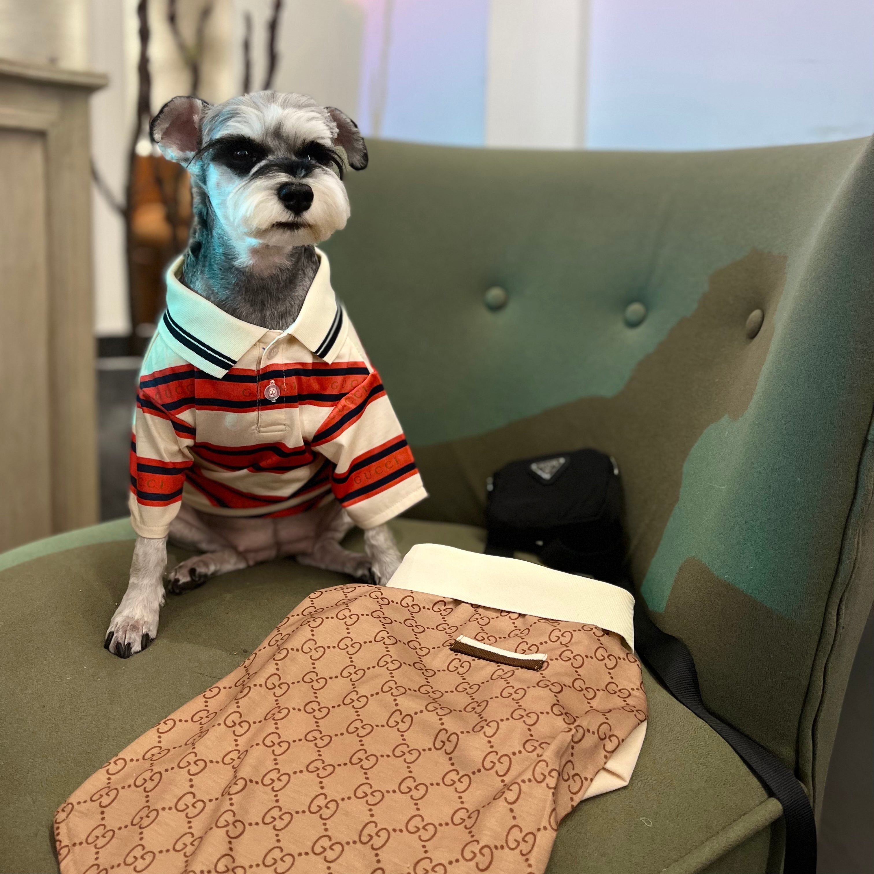 T-shirt pour chien Gucci | 2025