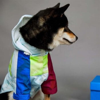 Sweat à capuche pour chien The North Face | 2024