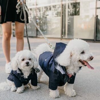 Veste pour chien | 2024