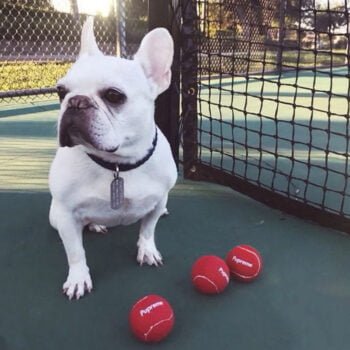 Balle de Tennis Pupreme Luxe : Le Jouet Idéal pour Votre Petit Chien | 2024