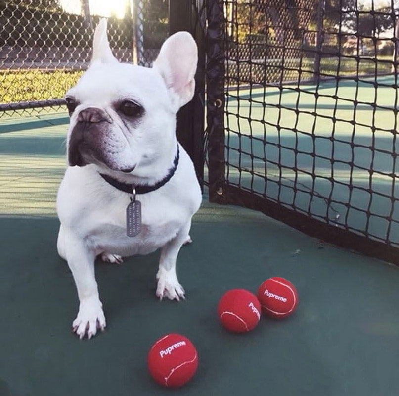 Balle Tennis pour chiens Pupreme | 2023