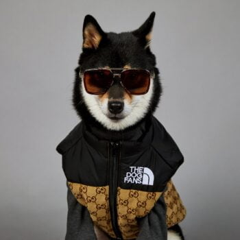 Veste pour chien Pawcci - 2025 - Vêtement et accessoires pour chiens - Doglovedesign