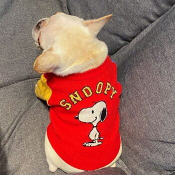 Pull pour chien SNOOPY | 2024