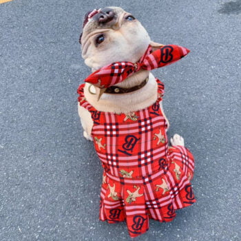 Robe Burberry Luxe pour Chiens | 2024