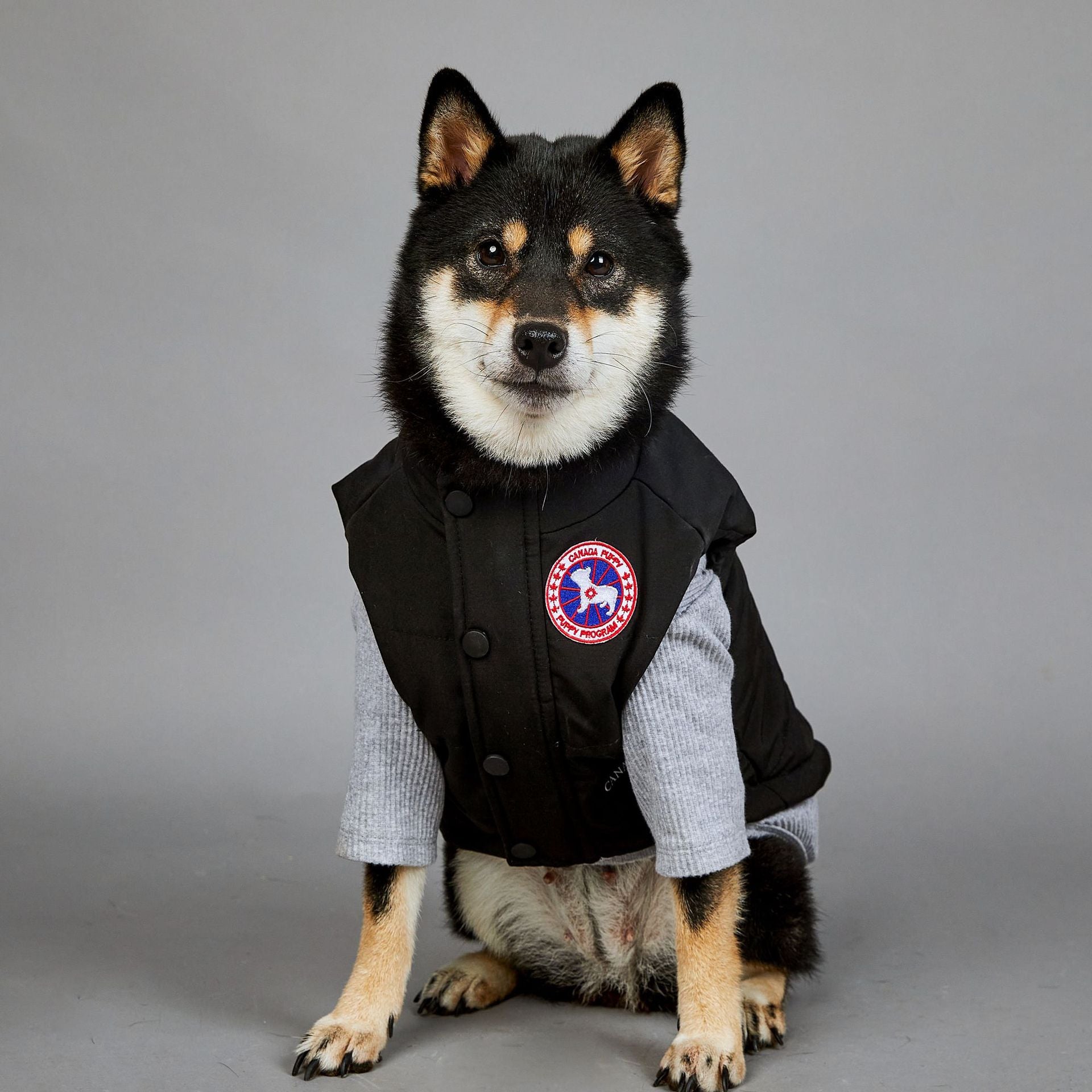 Veste pour chien | 2025