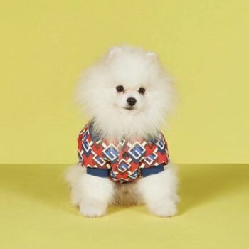 T-shirt pour chien Gucci | 2025