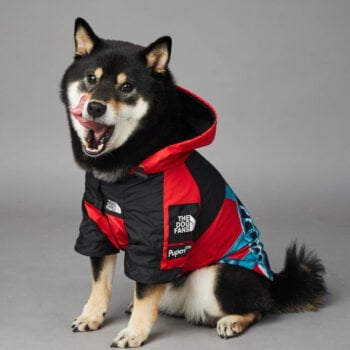 Sweat à capuche pour chien The North Face - 2025 - Vêtement et accessoires pour chiens - Doglovedesign