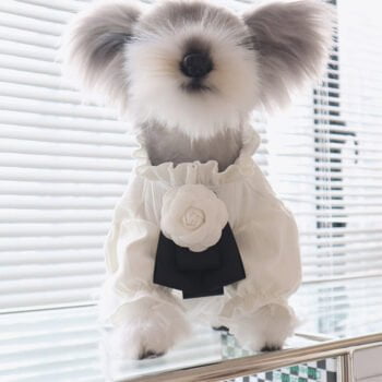 Chemise pour chien Chanel | 2024