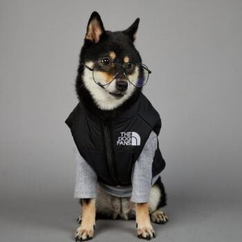 Manteau de luxe THE DOG FANS - 2025 - Doglovedesign : Vêtement et accessoires pour chiens