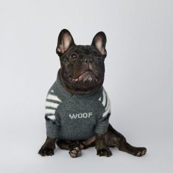 Pull pour chien WOOF | 2024