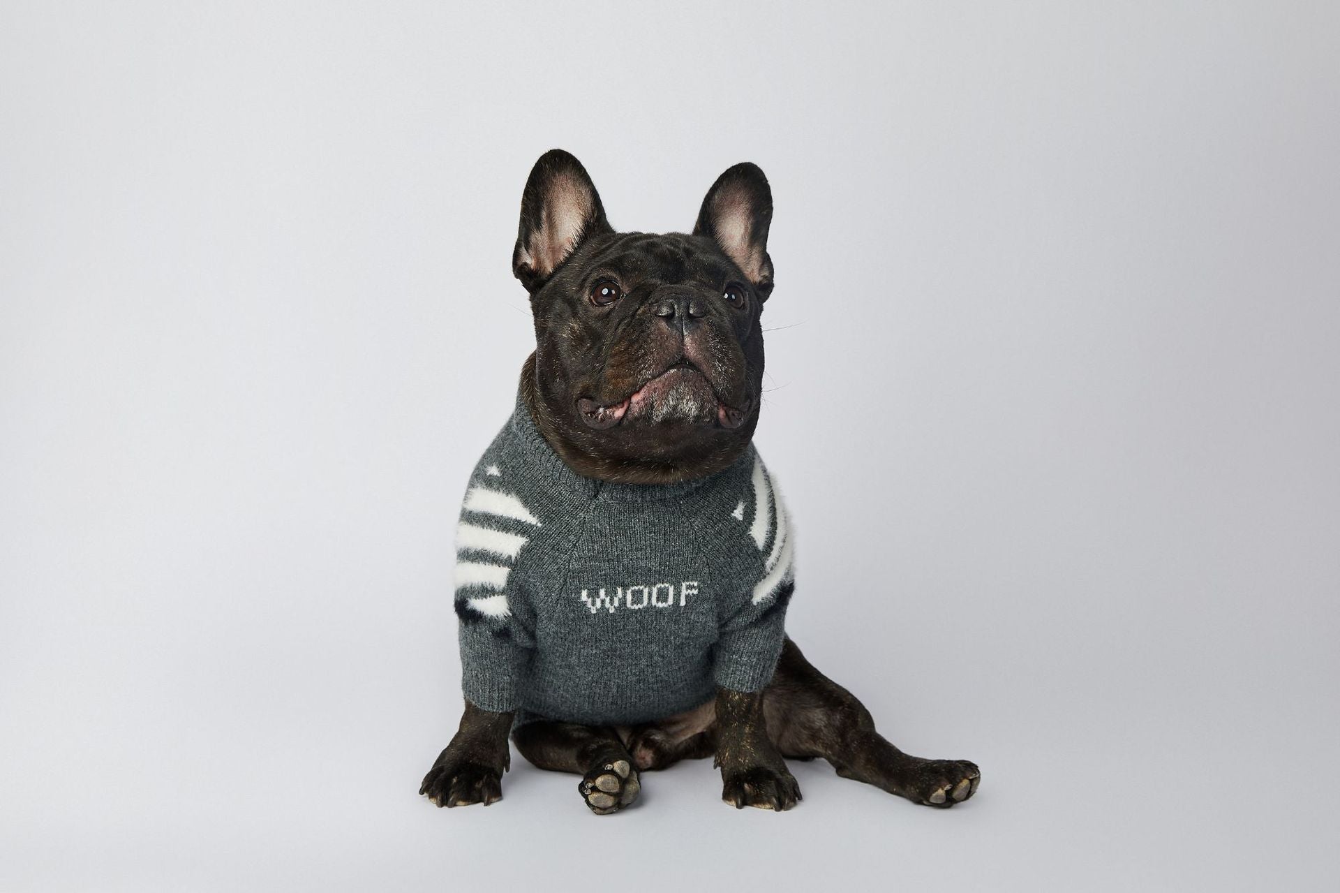 Pull pour chien WOOF | 2024