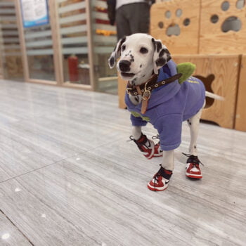 Sneakers Jordan pour Chiens : Le Style Nike, Taille Mini ! | 2024