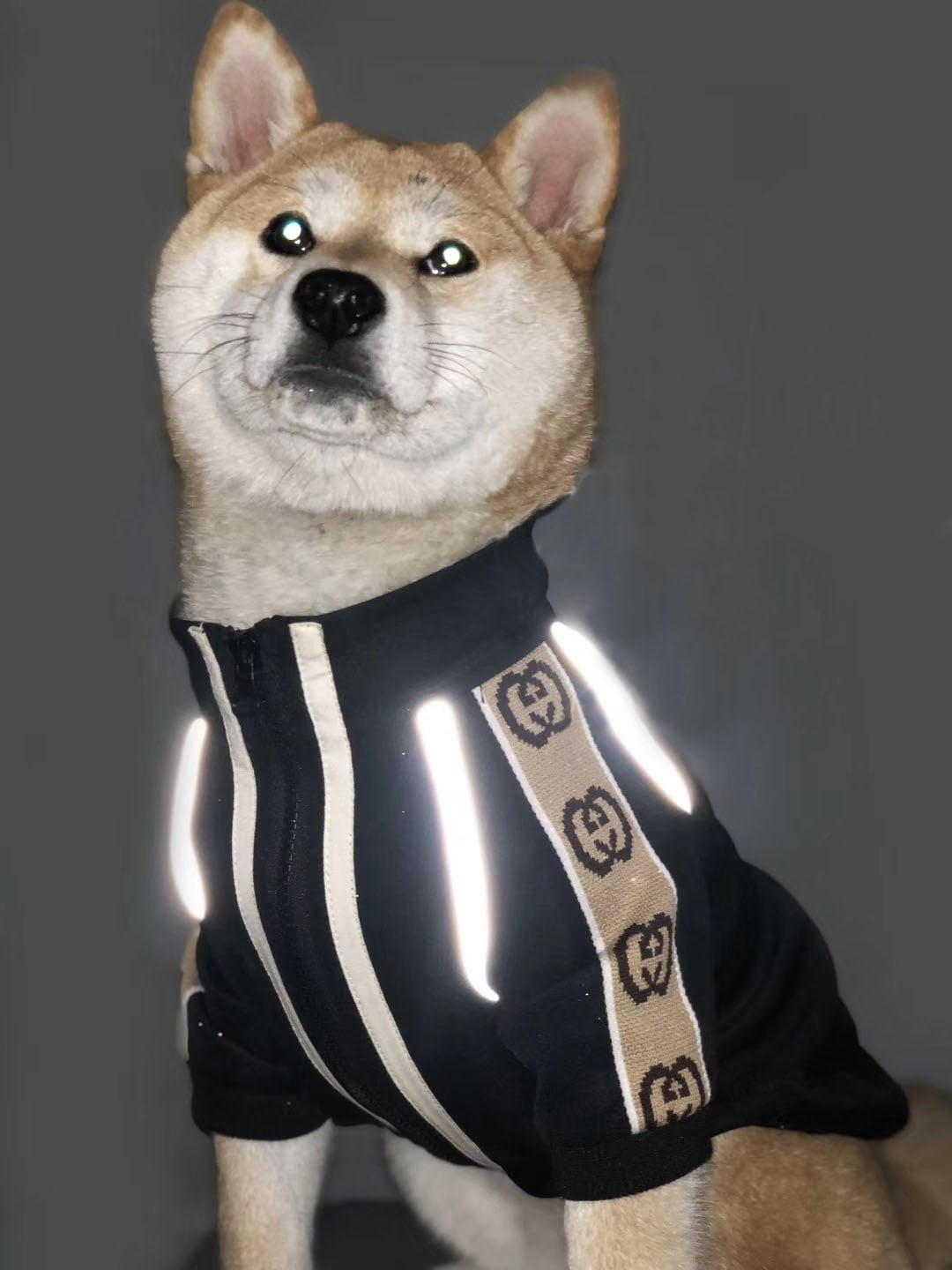 Veste pour chien Gucci | 2024