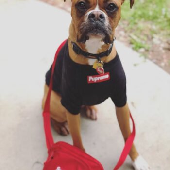 T-shirt pour chien Supreme | 2025