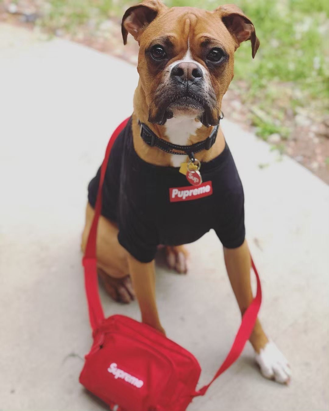 T-shirt pour chien Supreme | 2025