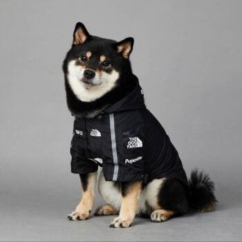 Sweat à capuche pour chien The North Face | 2024