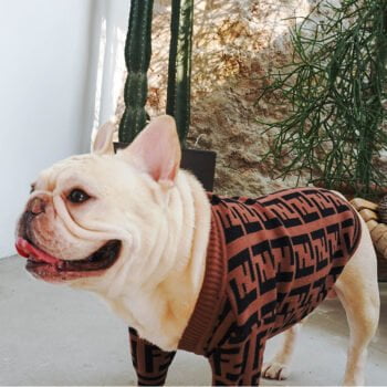 Pull pour chien Fendi | 2024