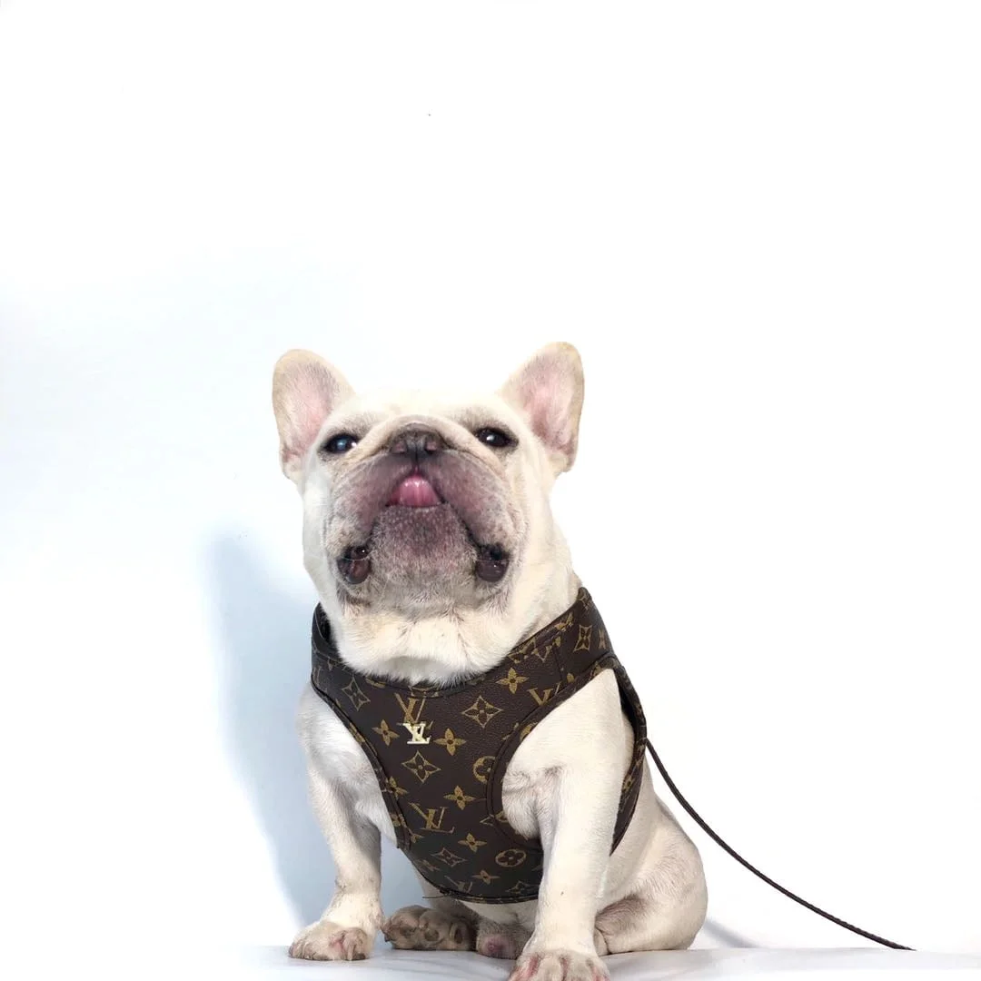 Louis Vuitton Grand ensemble de laisse et collier pour chien