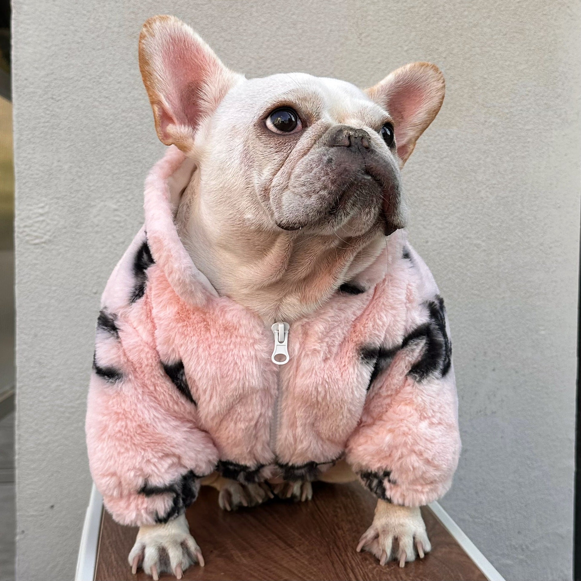Veste pour chien Celine | 2023