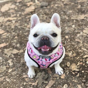 Collier et harnais pour chien - 2025 - Vêtement et accessoires pour chiens - Doglovedesign
