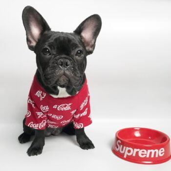 T-shirt pour chien Coca Cola | 2024