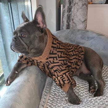 Pull pour chien Fendi | 2024