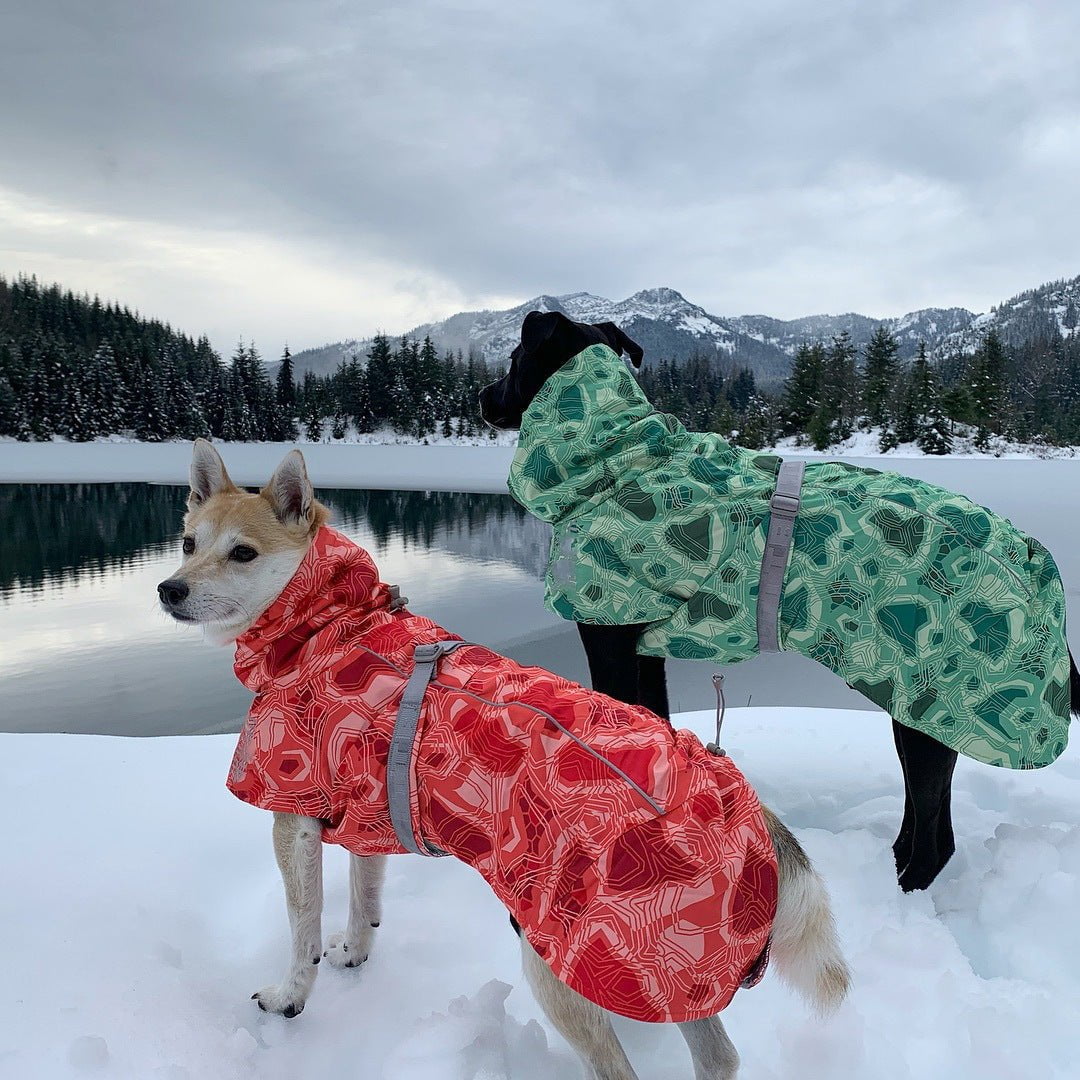 Sweat à capuche pour chien | 2024