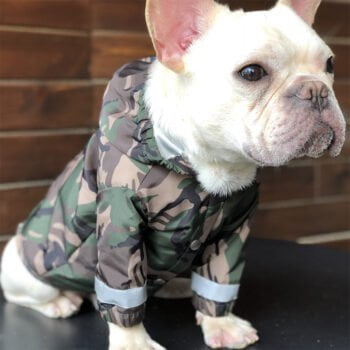 Veste pour chien Bape | 2025