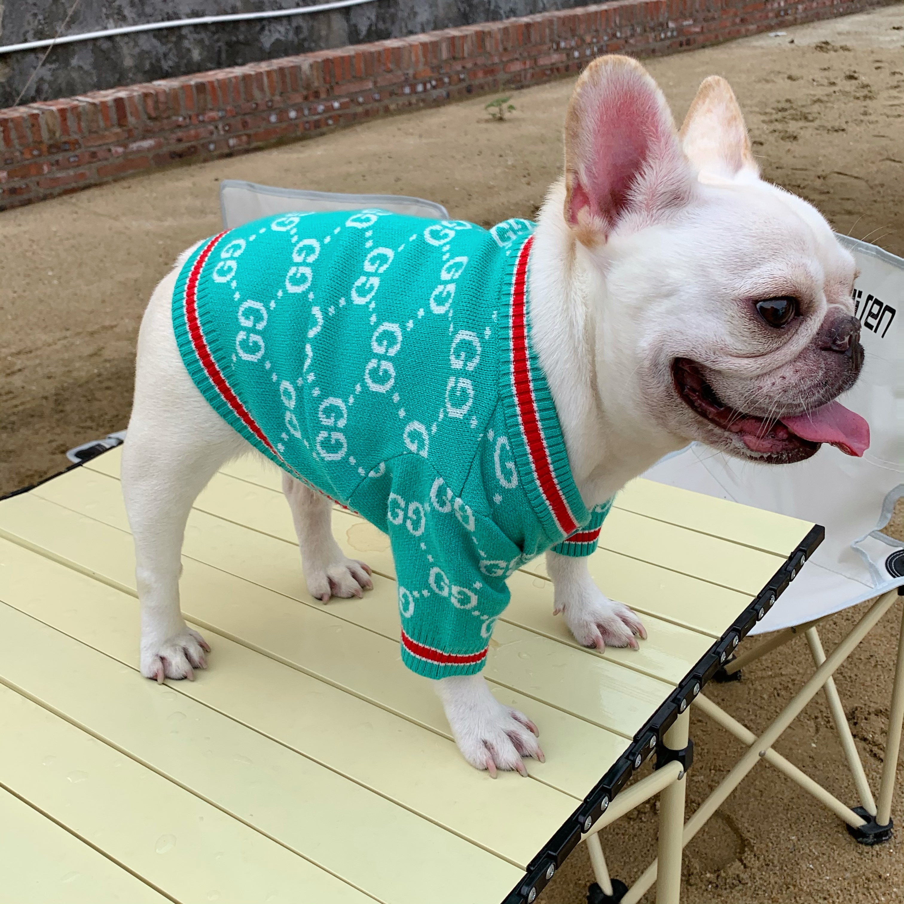 Pull pour chien Gucci | 2023