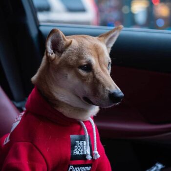 Sweat à capuche pour chien The North Face | 2024