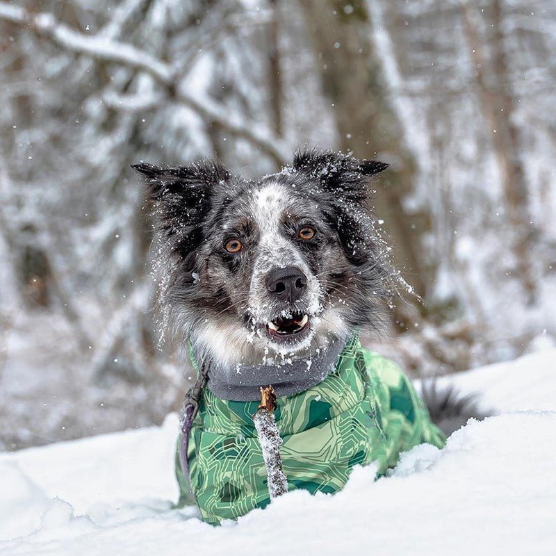 Sweat à capuche pour chien | 2024