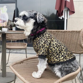 Sweat-shirt pour chien | 2024