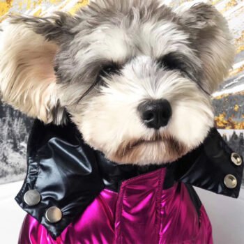 Veste pour chien Moncler | 2024