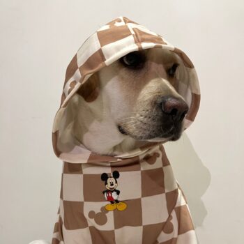 Vêtements Grands Chiens Damier Mickey | 2025