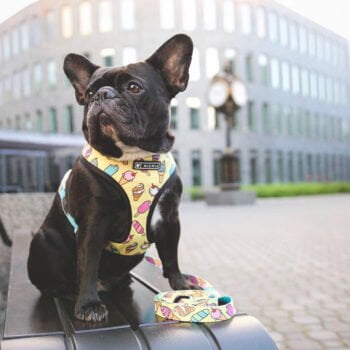 Collier et harnais pour chien - 2025 - Vêtement et accessoires pour chiens - Doglovedesign